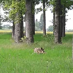 بيت خشبي Colibri Loc *