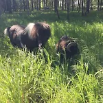 بيت خشبي Colibri Loc *