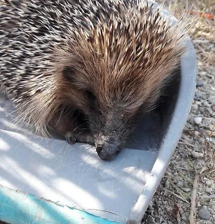 Colibri Loc - Insolite - 3 Etoiles - Parc - Etang - Familles - Soiree Ok
