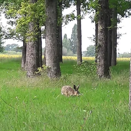 Lodge Colibri Loc - Insolite - 3 Etoiles - Parc - Etang - Familles - Soiree Ok *