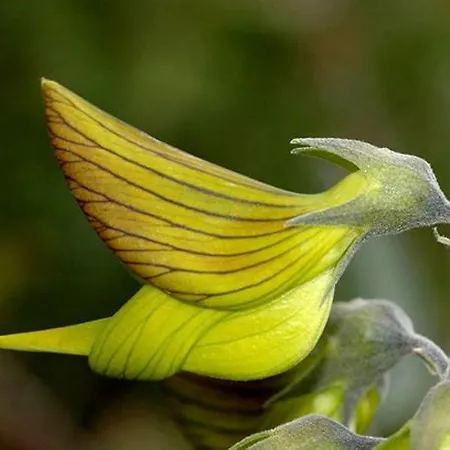 Colibri Loc - Insolite - 3 Etoiles - Parc - Etang - Familles - Soiree Ok Lodge *