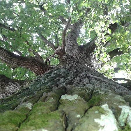 Colibri Loc - Insolite - 3 Etoiles - Parc - Etang - Familles - Soiree Ok Lodge