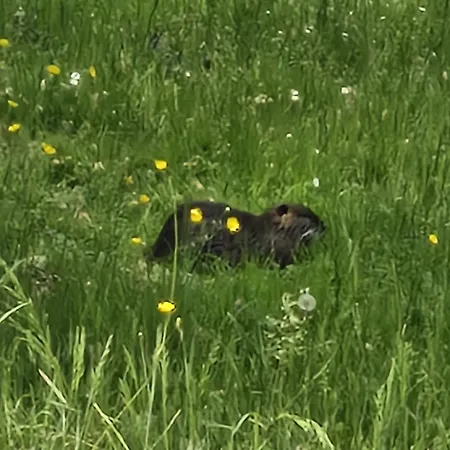 Colibri Loc - Insolite - 3 Etoiles - Parc - Etang - Familles - Soiree Ok Brigne
