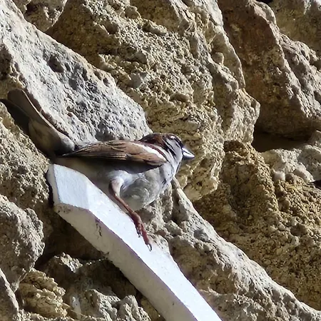 Colibri Loc * Brigne