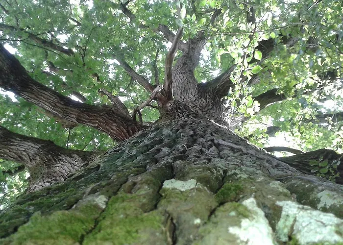 Colibri Loc 山林小屋