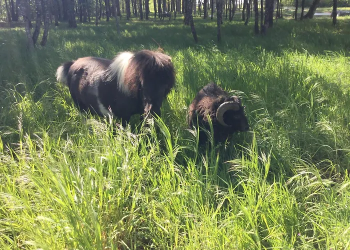 롯지 Colibri Loc *