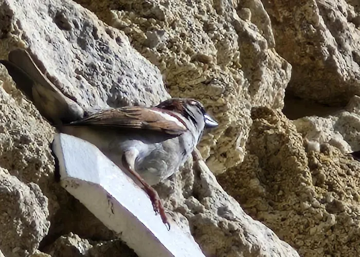 Colibri Loc * Brigne